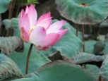 Pura Taman Saraswati - Lotus Flower