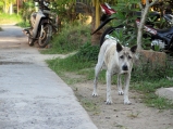 Bali Dog