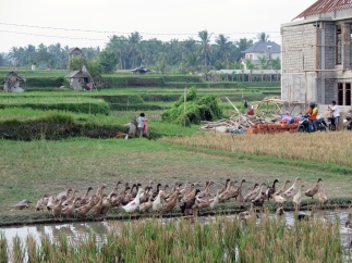 Rice paddy life