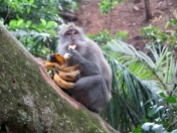 Hmmm Bananas - Monkey Forest