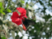 Hibiscus & Butterfly - Ananda Retreat