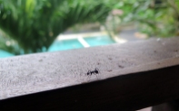 Groovy Ant