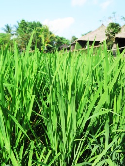 Full grown rice